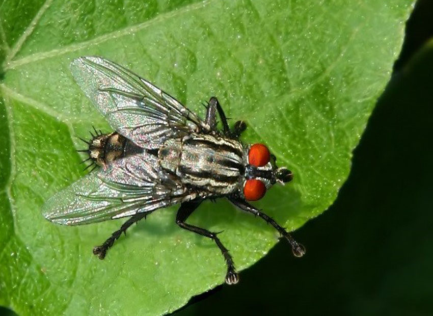Flies