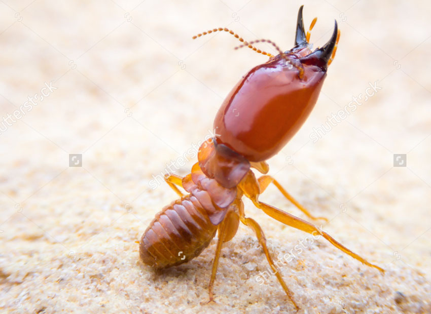 Termites