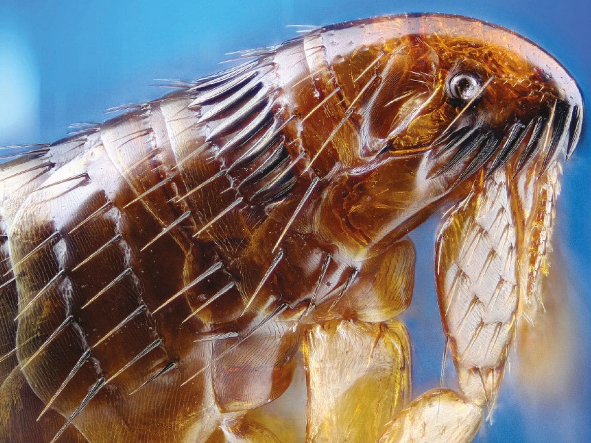 Flea-1-1-1
