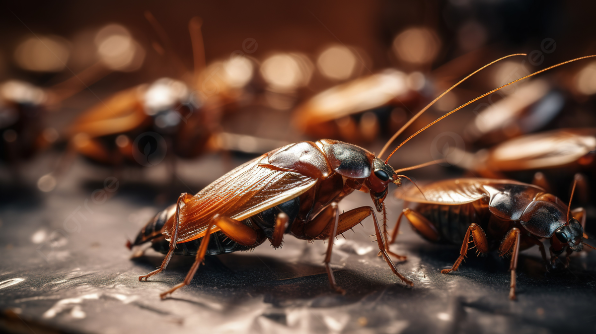 pngtree-multiple-groups-of-cockroaches-on-a-metal-surface-picture-image_3167183